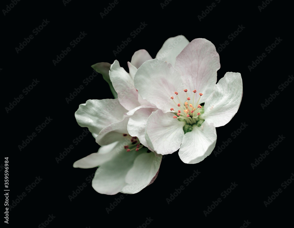 spring blossoms. apple tree flowers isolated on black spring blossoms. apple tree flowers isolated on black