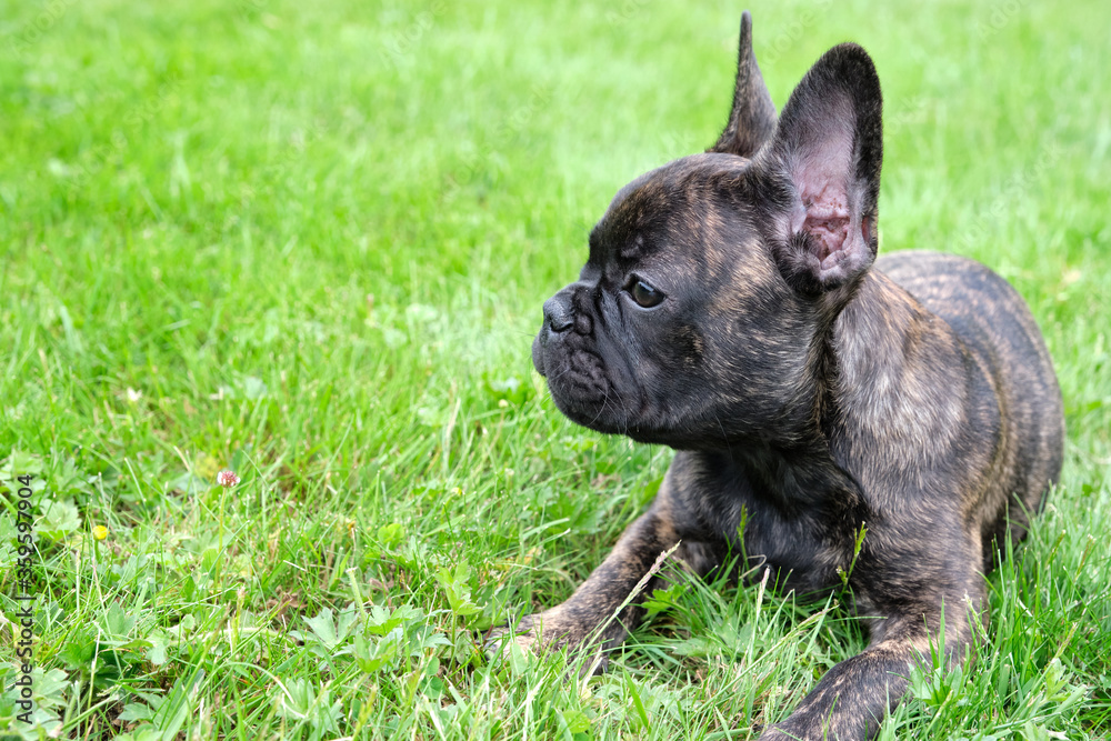 A cute adorable brown and black French Bulldog Dog is lying in the grass with a cute expression in the wrinkled face A cute adorable brown and black French Bulldog Dog is lying in the grass with a cute expression in the wrinkled face