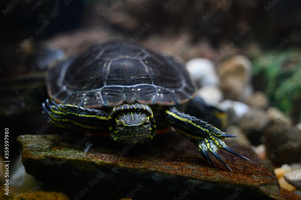 Painted turtle swimming in glass aquarium Painted turtle swimming in glass aquarium