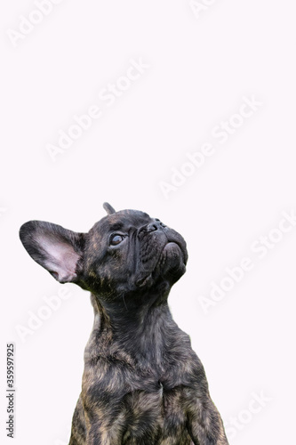 An adorable brown and black brindle French Bulldog Dog, looking up at something, against a white background, composite photo © Dasya - Dasya