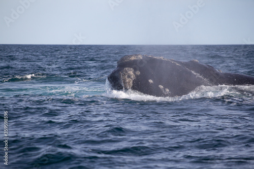 Southern Right Whales,Eubalaena australis, mating, Valdes Peninsula, Argentina.
