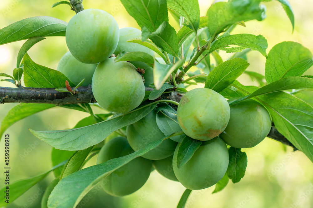 Branch with green plums in a garden, fruit Branch with green plums in a garden, fruit