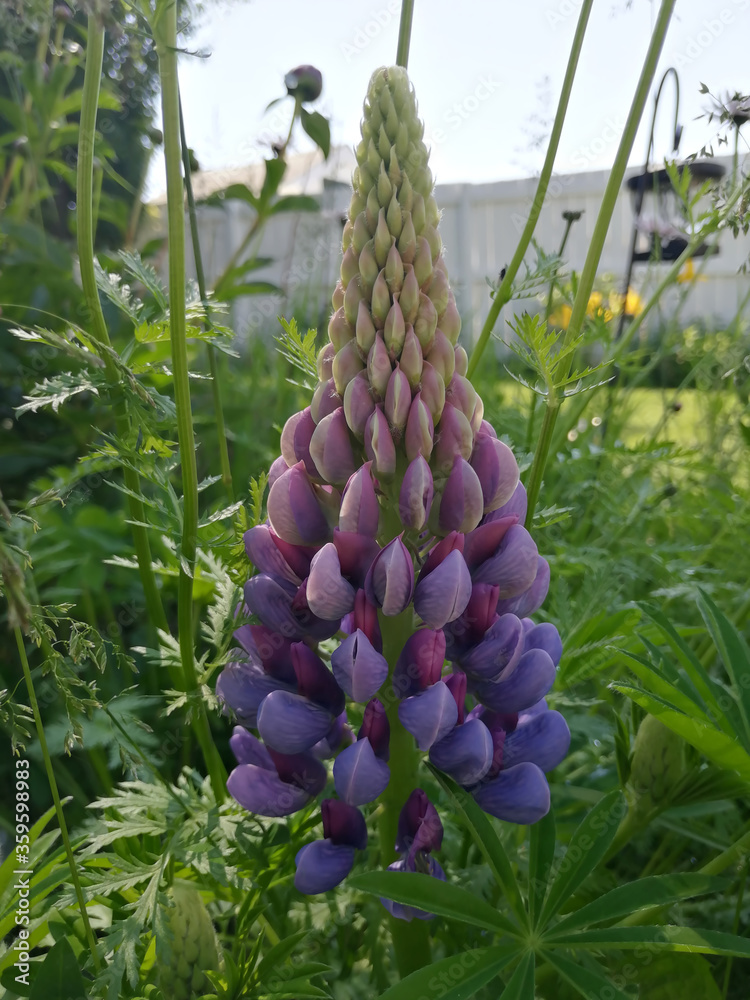 Lupin Flowers in the Garden