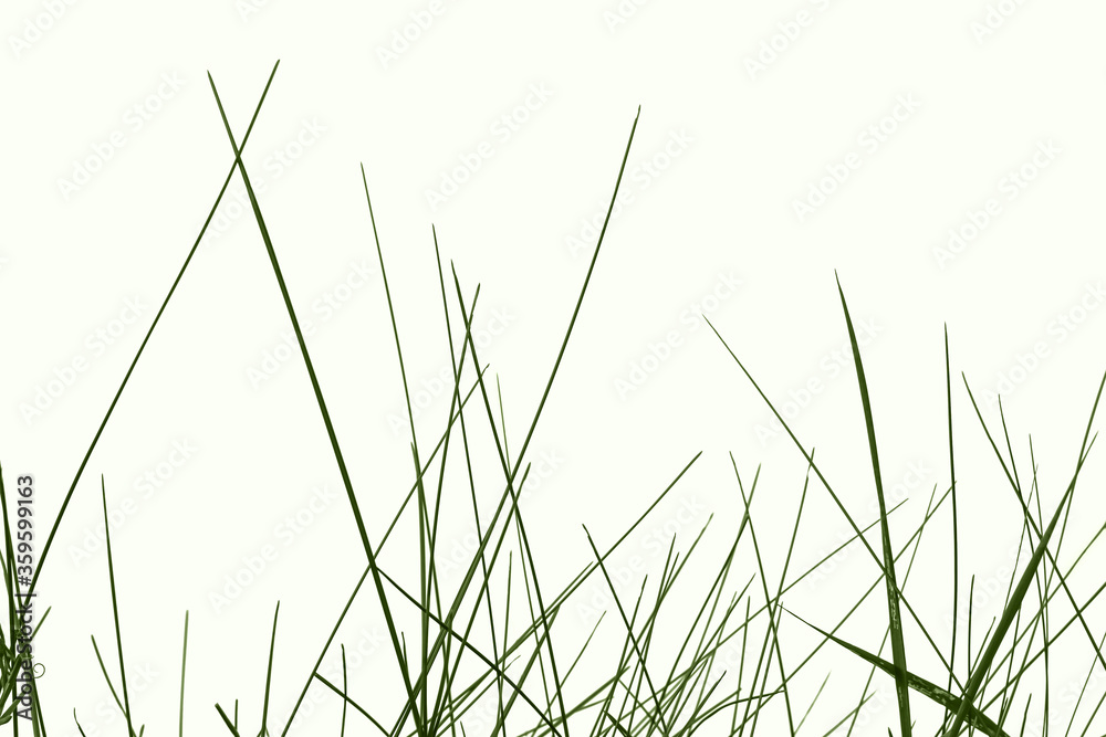 Thin green stalks of meadow grass isolated on a white background. Young juicy spring-summer herb close-up, raster clipart for design Thin green stalks of meadow grass isolated on a white background. Young juicy spring-summer herb close-up, raster clipart for design