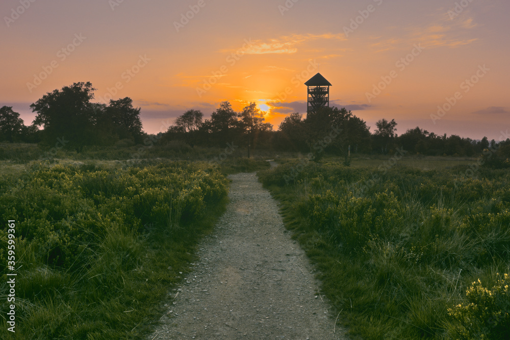 path that leads to a Wooden lookout tower in a heath national park Domain Berinzenne the view point is a concept of solitude, freedom, calmness, contemplation. with a beautiful sun set in spa belgium