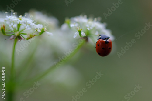 Ladybug in summer, Dovje, Slovenia © Metod