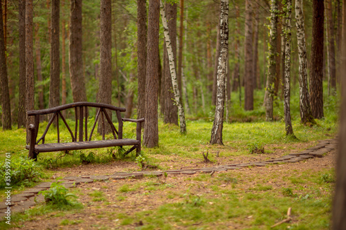 Bench in a pine forest