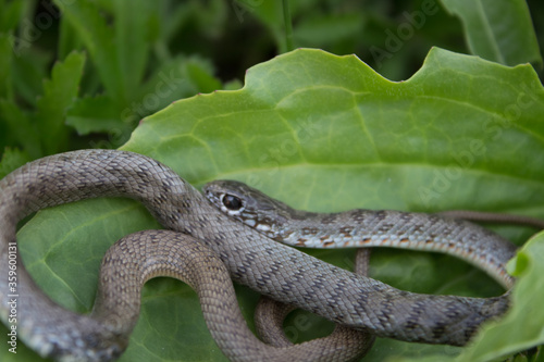  Beautiful snake with black eyes and a pattern on the back with a light abdomen in the natural day