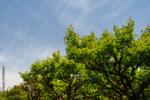 新緑の林と春の雲