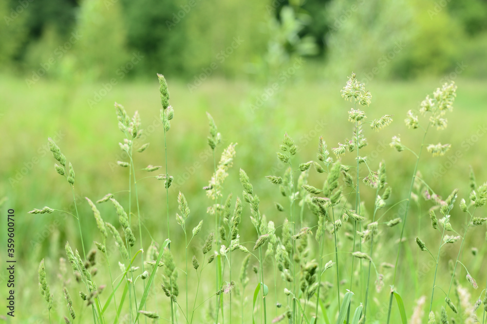 Green grass in a summer meadow closeup. Natural background
