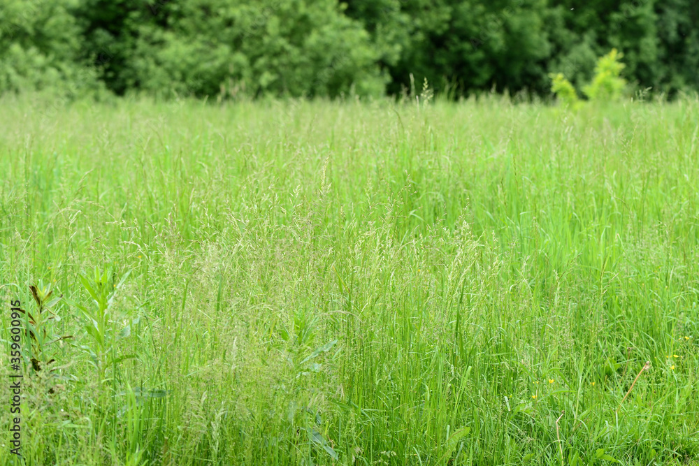 Green grass in a summer meadow closeup. Natural background Green grass in a summer meadow closeup. Natural background
