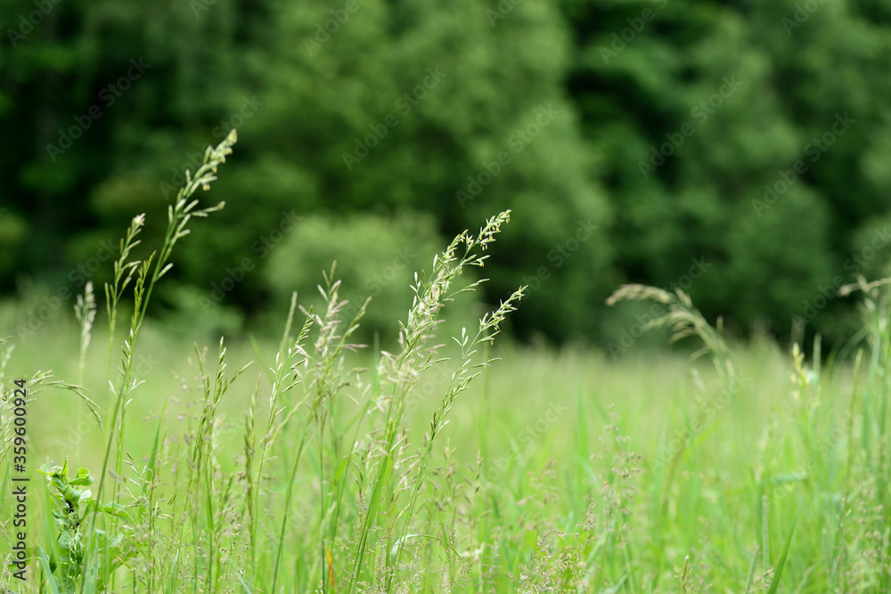 Green grass in a summer meadow closeup. Natural background