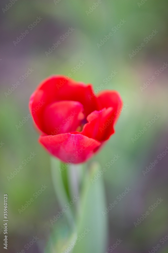 Flower red tulip close-up, vertical photo. Spring flower on green flower bed
