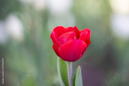 Flower red tulip close-up  vertical photo. Spring flower on green flower bed