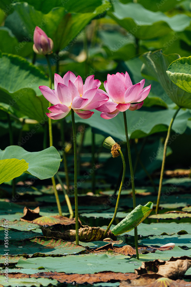 flower green leaf flower green leaf
