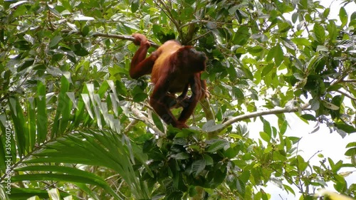 Howler monkey red, eating in the top tree, inside of amazon jungle photo
