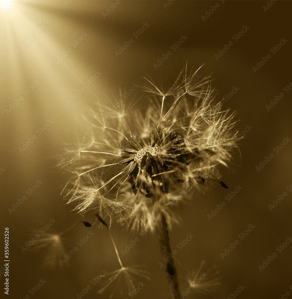 Art photo of dandelion seeds close up on natural blurred background. Summer. Monochrome photography. Sepia.