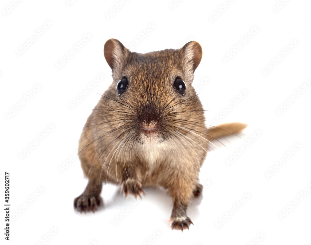 gerbil in studio gerbil in studio
