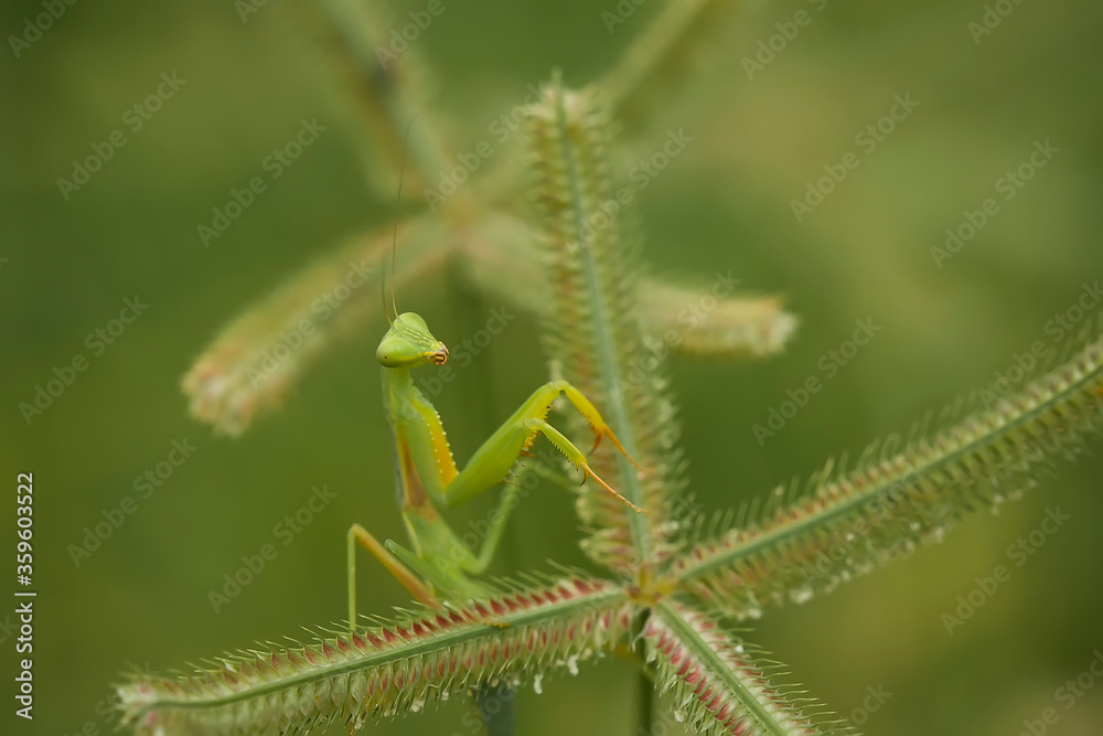 Praying Mantish on  Leaf