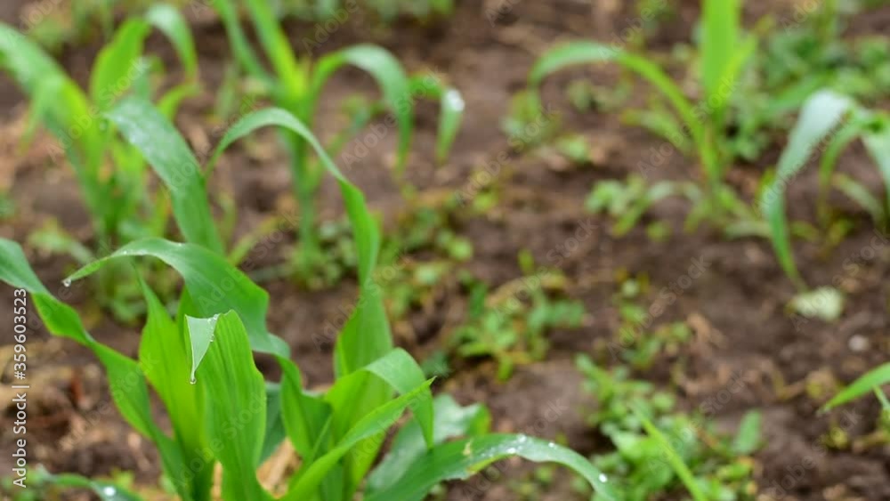Young corn grows. on a green leaf drops of dew.