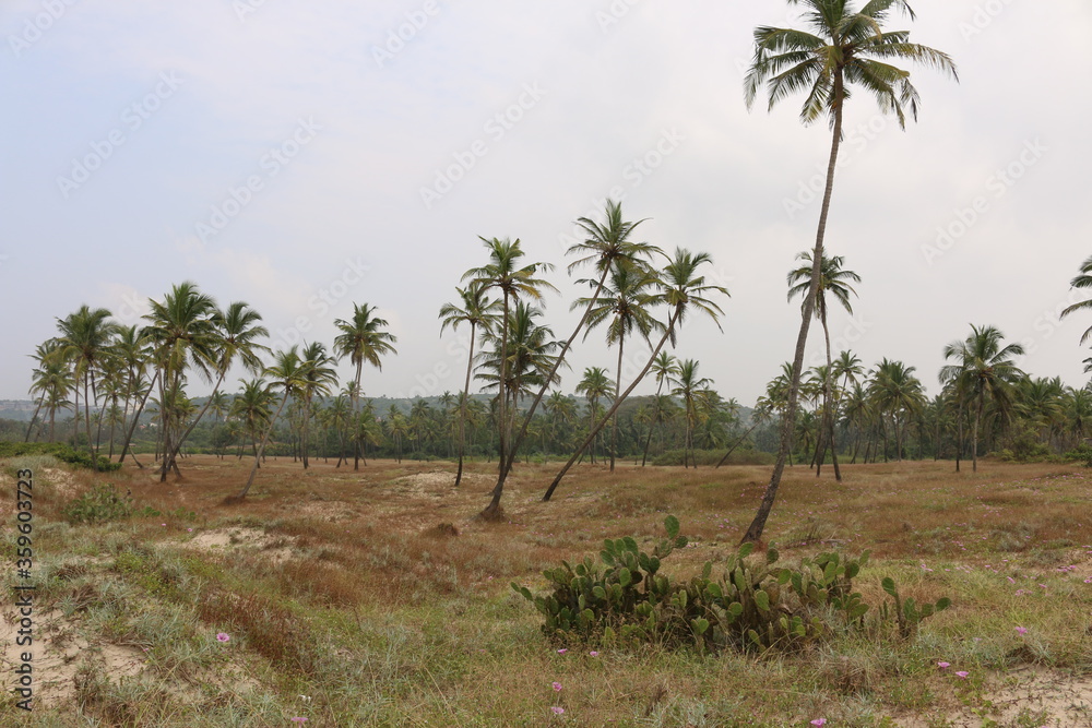field with palm trees Goa Morjim
