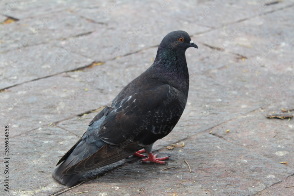 Obraz premium Paloma