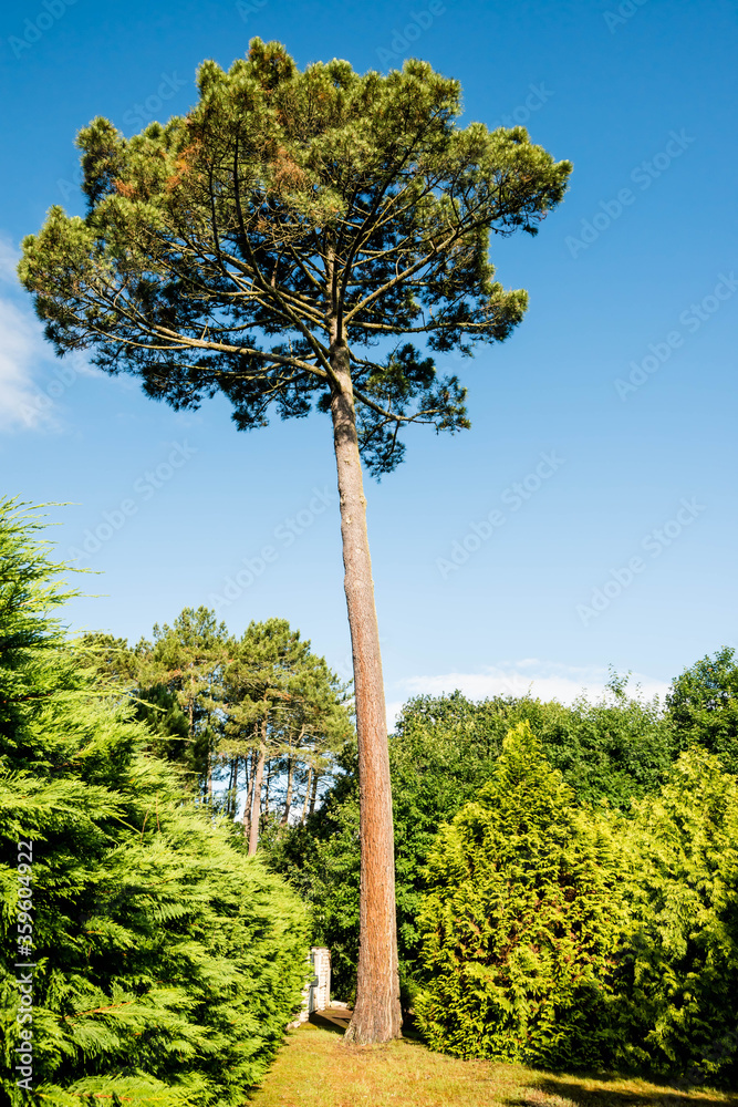 Fototapeta premium beautiful pine in a sunny garden