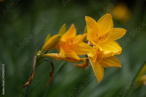 Flowers at Siberia