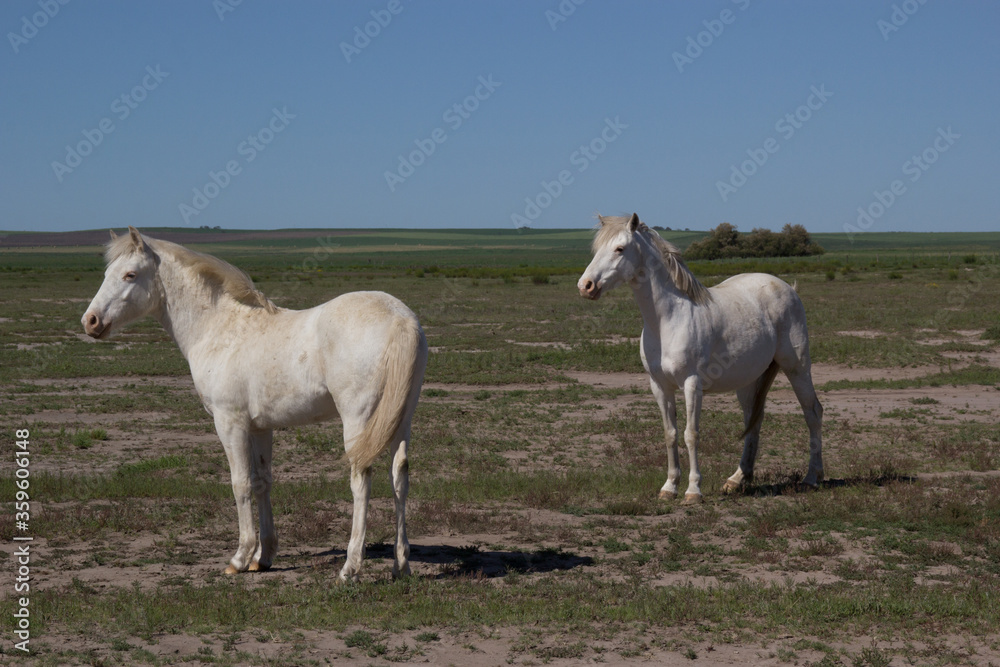 horses foals wild in the field pasture horses foals wild in the field pasture