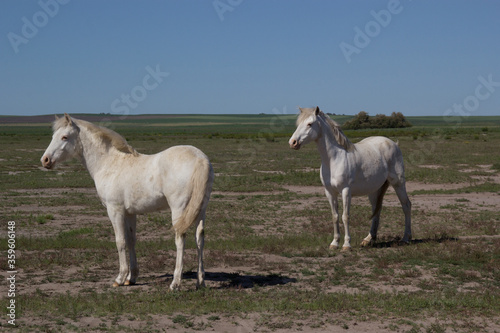 Fototapeta Naklejka Na Ścianę i Meble -  horses foals wild in the field pasture