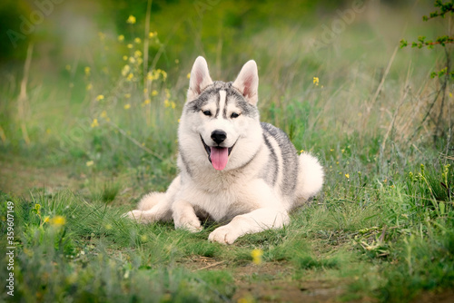 A young Siberian Husky is lying down at a pasture. The dog has grey and white fur  his eyes are brown. There is a lot of grass  green plants  and yellow flowers around him..