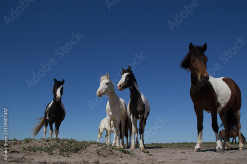 Fototapeta Naklejka Na Ścianę i Meble -  horses foals wild in the field pasture