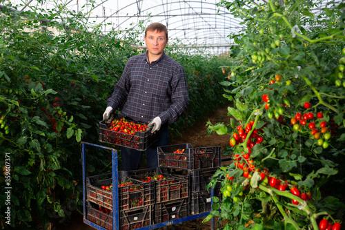 Happy farm owner picks red tomatoes in a greenhouse © JackF