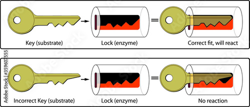 Lock and Key Mechanism of Enzymes