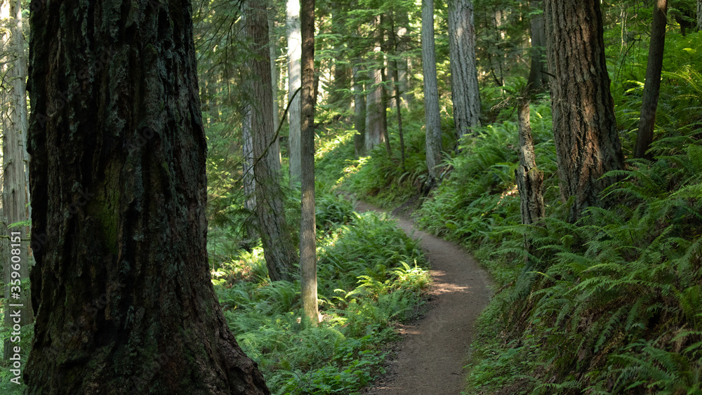 Obraz premium footpath in the forest