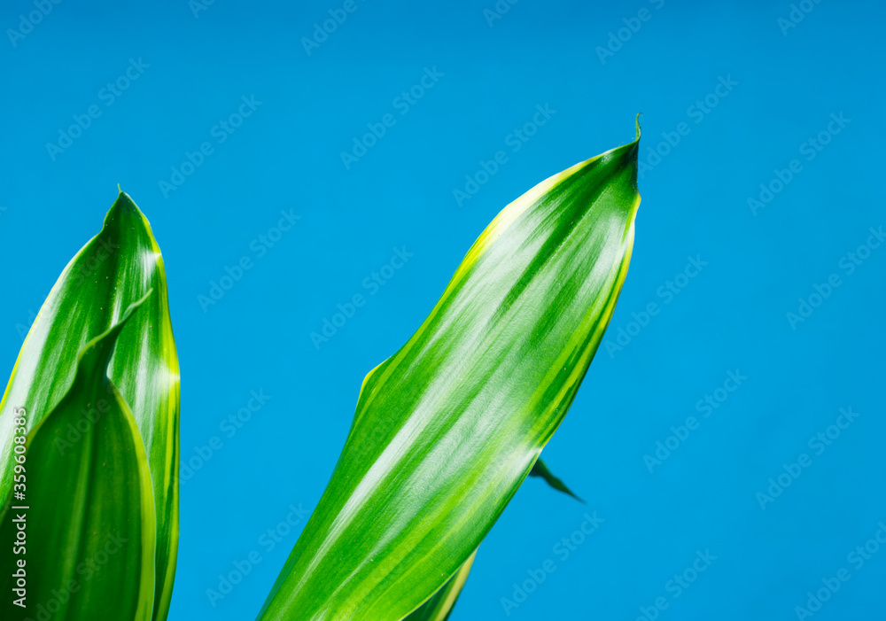 Fototapeta premium Grüne Palmenblätter auf blauem Studio Hintergrund