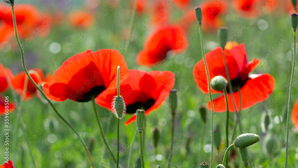 Fototapeta premium Poppies in the field