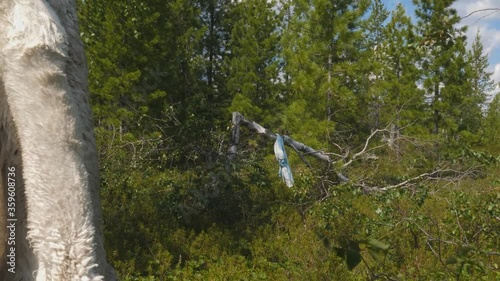 Rags and skins on birch trees. Tradition of reading perfume in the people of Khanta. Excellent spiritual forces and rituals. photo