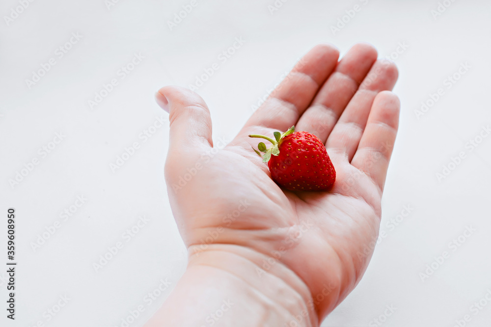 hand holds ripe strawberry on a white background hand holds ripe strawberry on a white background