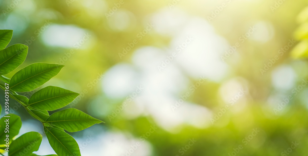 Panorama natural green leaves and blur bokeh image for background Panorama natural green leaves and blur bokeh image for background