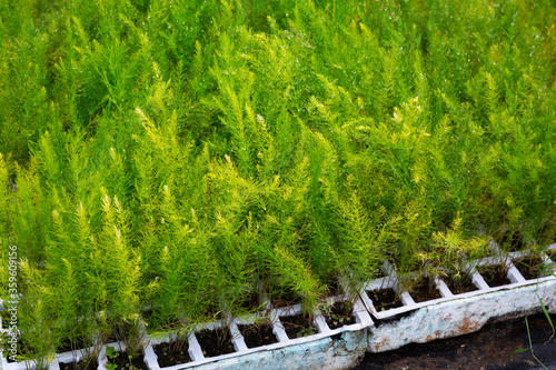 Greenery of Asparagus Fern seedlings grown in greenhouse