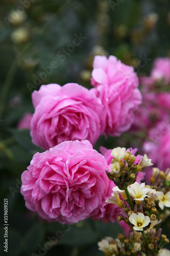 Closeup of beautiful pink rose surrounded by green leaves and foliage