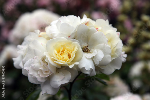 Closeup of beautiful white roses in garden setting surrounded by green foliage and leaves