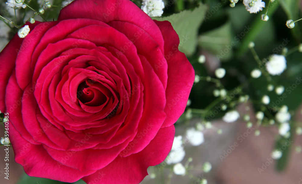 Closeup of beautiful pink rose surrounded by green leaves and foliage Closeup of beautiful pink rose surrounded by green leaves and foliage
