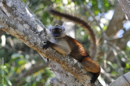 Lemur in Madagaskar auf Baum