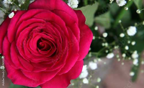 Closeup of beautiful pink rose surrounded by green leaves and foliage