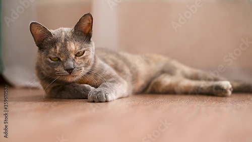 a red-haired gray cat looks at the camera and yawns. falls asleep, looks around. the cat is lying on the floor of the house