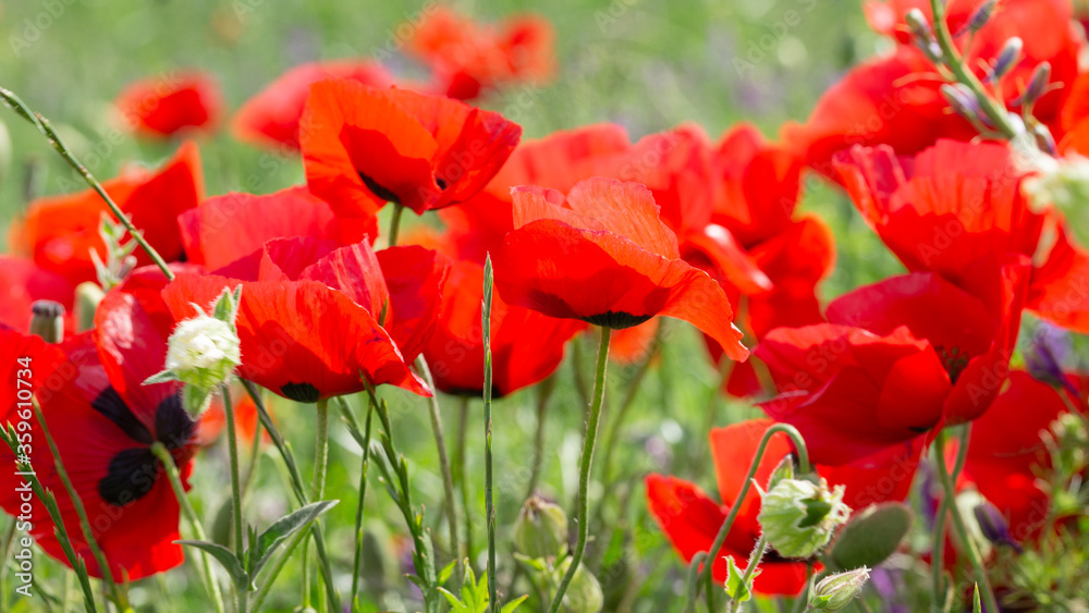 Obraz premium Poppies in the field