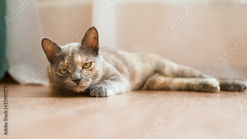 a red-haired gray cat looks at the camera and yawns. falls asleep, looks around. the cat is lying on the floor of the house