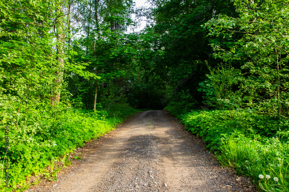 Fototapeta premium Asphalt road through summer green forest